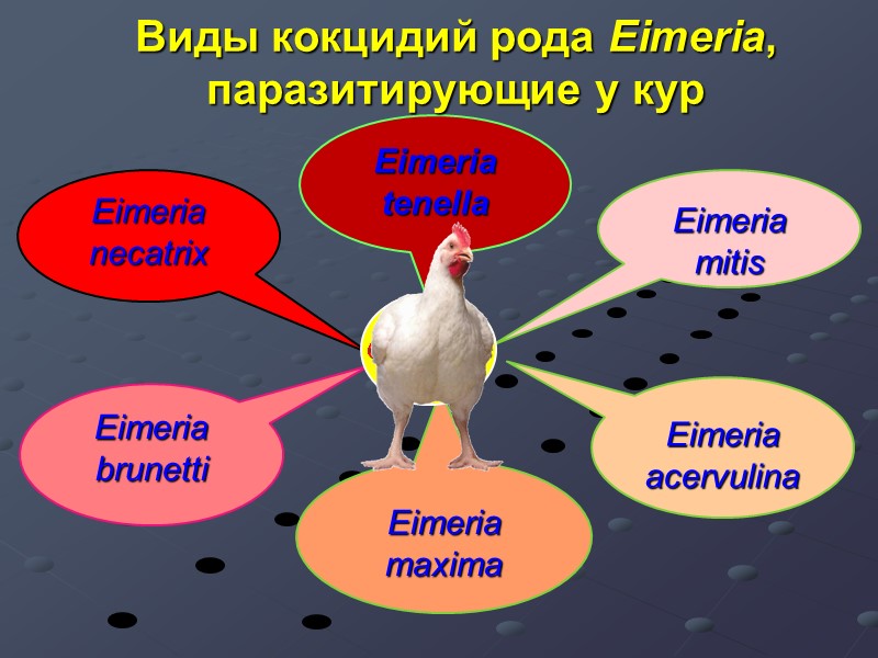 Eimeria  mitis Eimeria  acervulina Eimeria  necatrix    Eimeria 